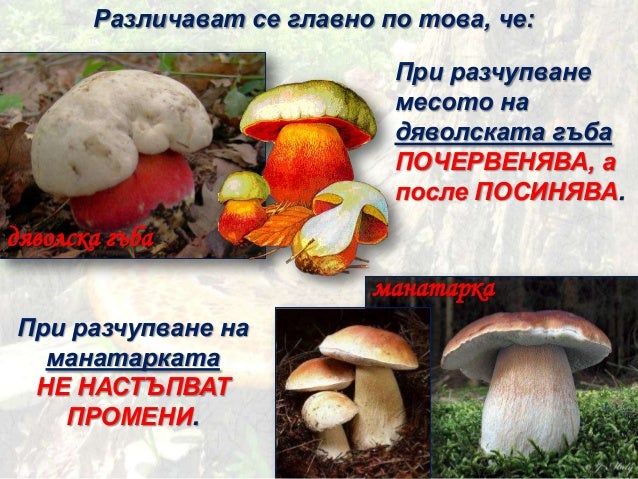 Познавате ли гъбите - ЧП, 3 клас, Булвест
