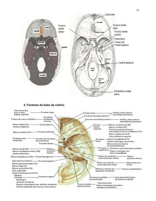 4. Forames da base do crânio:
 