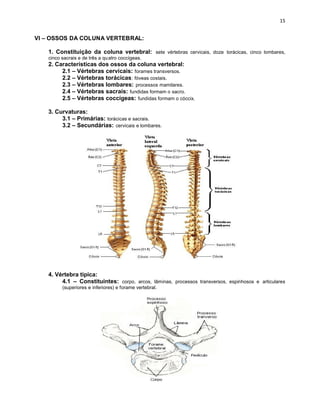 VI – OSSOS DA COLUNA VERTEBRAL:
1. Constituição da coluna vertebral: sete vértebras cervicais, doze torácicas, cinco lombares,
cinco sacrais e de três a quatro coccígeas.
2. Características dos ossos da coluna vertebral:
2.1 – Vértebras cervicais: forames transversos.
2.2 – Vértebras torácicas: fóveas costais.
2.3 – Vértebras lombares: processos mamilares.
2.4 – Vértebras sacrais: fundidas formam o sacro.
2.5 – Vértebras coccígeas: fundidas formam o cóccix.
3. Curvaturas:
3.1 – Primárias: torácicas e sacrais.
3.2 – Secundárias: cervicais e lombares.
4. Vértebra típica:
4.1 – Constituintes: corpo, arcos, lâminas, processos transversos, espinhosos e articulares
(superiores e inferiores) e forame vertebral.
 