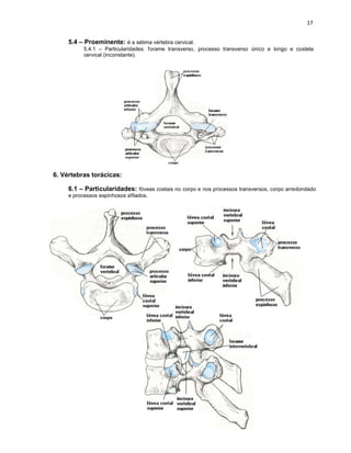 5.4 – Proeminente: é a sétima vértebra cervical.
5.4.1 – Particularidades: forame transverso, processo transverso único e longo e costela
cervical (inconstante).
6. Vértebras torácicas:
6.1 – Particularidades: fóveas costais no corpo e nos processos transversos, corpo arredondado
e processos espinhosos afilados.
 