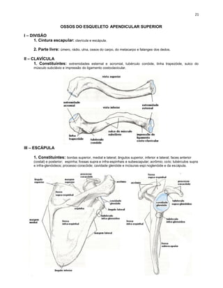 OSSOS DO ESQUELETO APENDICULAR SUPERIOR
I – DIVISÃO
1. Cintura escapular: clavícula e escápula.
2. Parte livre: úmero, rádio, ulna, ossos do carpo, do metacarpo e falanges dos dedos.
II – CLAVÍCULA
1. Constituintes: extremidades esternal e acromial, tubérculo conóide, linha trapezóide, sulco do
músculo subclávio e impressão do ligamento costoclavicular.
III – ESCÁPULA
1. Constituintes: bordas superior, medial e lateral; ângulos superior, inferior e lateral; faces anterior
(costal) e posterior; espinha; fossas supra e infra-espinhais e subescapular; acrômio; colo; tubérculos supra
e infra-glenóideos; processo coracóide; cavidade glenóide e incisuras espi noglenóide e da escápula.
 