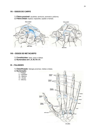 VII – OSSOS DO CARPO
1. Fileira proximal: escafóide, semilunar, piramidal e pisiforme.
2. Fileira distal: trapézio, trapezóide, capitato e hamato.
VIII – OSSOS DO METACARPO
1. Constituintes: base, corpo e cabeça.
2. Numerados em I, II, III, IV e V.
IX – FALANGES
1. Classificação: falanges proximais, médias e distais.
2. Numeração:
I – Polegar
II – Indicador
III – Máximo
IV – Anular
V – Mínimo
 