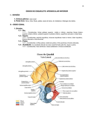 OSSOS DO ESQUELETO APENDICULAR INFERIOR
I – DIVISÃO
1. Cintura pélvica: osso coxal
2. Parte livre: fêmur, tíbia, fíbula, patela, ossos do tarso, do metatarso e falanges dos dedos.
II – OSSO COXAL
1. Divisão:
1.1 – Ílio:
1.1.1 – Constituintes: linhas glúteas superior, média e inferior, espinhas ilíacas ântero-
superior, ântero-inferior, póstero-superior e póstero-inferior, superfície auricular e crista ilíaca.
1.2 – Ísquio:
1.2.1 – Constituintes: espinha isquiática, incisuras isquiáticas maior e menor, túber isquiático,
forame obturado e linha terminal.
1.3 – Púbis:
1.3.1 – Constituintes: sínfise púbica, tubérculo púbico, linha pectínea e forame obturado.
1.4 – Acetábulo: é a cavidade articular do osso coxal formado pelo ílio, ísquio e púbis.
1.4.1 – Constituintes: face semilunar, fossa acetabular e incisura acetabular.
 