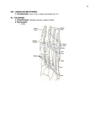 VIII – OSSOS DO METATARSO
1. Constituintes: base, corpo e cabeça. Numerados de I à V.
IX – FALANGES
1. Classificação: falanges proximais, médias e distais.
2. Numeração:
I – Hálux.
 