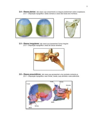 2.4 – Ossos planos: são ossos cujo comprimento e a largura predominam sobre a espessura.
2.4.1 – Disposição topográfica: calota craniana e ossos das raízes dos membros.
2.5 – Ossos irregulares: são ossos que apresentam forma irregular.
2.5.1 – Disposição topográfica: ossos da coluna vertebral.
2.6 – Ossos pneumáticos: são ossos que apresentam uma cavidade contendo ar.
2.6.1 – Disposição topográfica: osso frontal, maxila, osso etmóide e osso esfenóide.
 