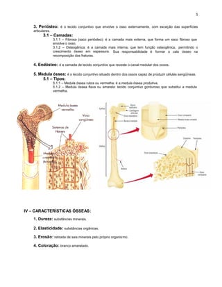 3. Periósteo: é o tecido conjuntivo que envolve o osso externamente, com exceção das superfícies
articulares.
3.1 – Camadas:
3.1.1 – Fibrosa (saco periósteo): é a camada mais externa, que forma um saco fibroso que
envolve o osso.
3.1.2 – Osteogênica: é a camada mais interna, que tem função osteogênica, permitindo o
crescimento ósseo em espessura. Sua responsabilidade é formar o calo ósseo na
recomposição das fraturas.
4. Endósteo: é a camada de tecido conjuntivo que reveste o canal medular dos ossos.
5. Medula óssea: é o tecido conjuntivo situado dentro dos ossos capaz de produzir células sangüíneas.
5.1 – Tipos:
5.1.1 – Medula óssea rubra ou vermelha: é a medula óssea produtiva.
5.1.2 – Medula óssea flava ou amarela: tecido conjuntivo gorduroso que substitui a medula
vermelha.
IV – CARACTERÍSTICAS ÓSSEAS:
1. Dureza: substâncias minerais.
2. Elasticidade: substâncias orgânicas.
3. Erosão: retirada de sais minerais pelo próprio organismo.
4. Coloração: branco amarelado.
 