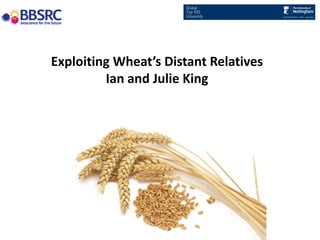 Exploiting Wheat’s Distant Relatives
Ian and Julie King
 