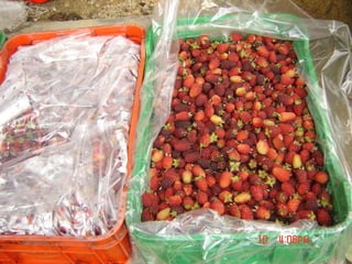 COSECHA - POSCOSECHA DE MORA