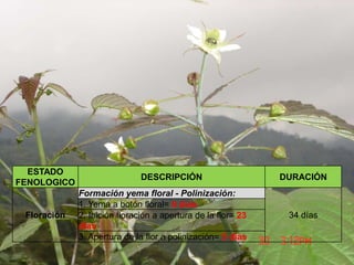ESTADO
FENOLOGICO
DESCRIPCIÓN DURACIÓN
Floración
Formación yema floral - Polinización:
34 días
1. Yema a botón floral= 6 días
2. Inición floración a apertura de la flor= 23
días
3. Apertura de la flor a polinización= 5 días
 