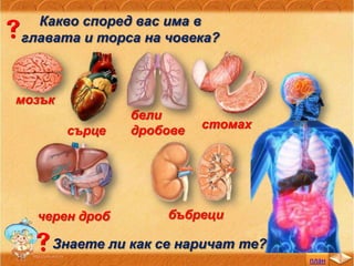 Какво според вас има в
главата и торса на човека?
мозък
сърце
бели
дробове стомах
черен дроб бъбреци
Знаете ли как се наричат те?
план
 