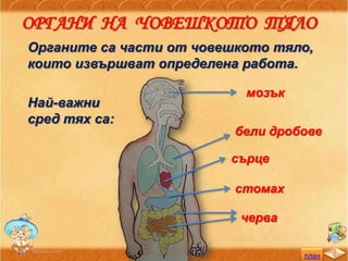 план
ОРГАНИ НА ЧОВЕШКОТО ТЯЛО
Органите са части от човешкото тяло,
които извършват определена работа.
Най-важни
сред тях са:
мозък
бели дробове
сърце
стомах
черва
 