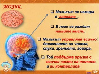 план
МОЗЪК
 Мозъкът се намира
в _________.главата
 В него се раждат
нашите мисли.
 Мозъкът управлява всичко:
движението на човека,
слуха, зрението, говора.
 Той поддържа връзка с
всички части на тялото
и ги контролира.
 
