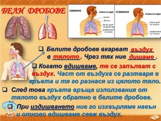 БЕЛИ ДРОБОВЕ
 Белите дробове вкарват _______
в ________. Чрез тях ние ________.
въздух
тялото дишаме
 Когато вдишваме, те се запълват с
въздух. Част от въздуха се разтваря в
кръвта и тя го разнася из цялото тяло.
 След това кръвта връща използвания от
тялото въздух обратно в белите дробове.
 При издишването ние го изхвърляме навън
и отново вдишваме свеж въздух.
 