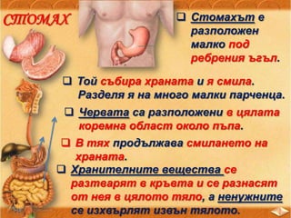  Хранителните вещества се
разтварят в кръвта и се разнасят
от нея в цялото тяло, а ненужните
се изхвърлят извън тялото.
СТОМАХ  Стомахът е
разположен
малко под
ребрения ъгъл.
 Той събира храната и я смила.
Разделя я на много малки парченца.
 Червата са разположени в цялата
коремна област около пъпа.
 В тях продължава смилането на
храната.
 
