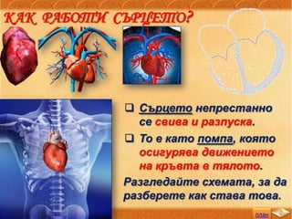 план
КАК РАБОТИ СЪРЦЕТО?
 Сърцето непрестанно
се свива и разпуска.
 То е като помпа, която
осигурява движението
на кръвта в тялото.
Разгледайте схемата, за да
разберете как става това.
 