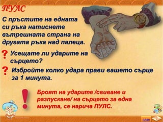 план
ПУЛС
С пръстите на едната
си ръка натиснете
вътрешната страна на
другата ръка над палеца.
Усещате ли ударите на
сърцето?
Избройте колко удара прави вашето сърце
за 1 минута.
Броят на ударите /свиване и
разпускане/ на сърцето за една
минута, се нарича ПУЛС.
 
