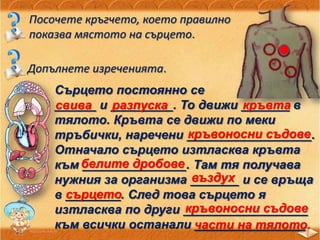 Посочете кръгчето, което правилно
показва мястото на сърцето.
Допълнете изреченията.
Сърцето постоянно се
______ и _________. То движи _______ в
тялото. Кръвта се движи по меки
тръбички, наречени __________________.
Отначало сърцето изтласква кръвта
към _______________. Там тя получава
нужния за организма _______ и се връща
в ________. След това сърцето я
изтласква по други __________________
към всички останали ________________
свива разпуска кръвта
кръвоносни съдове
белите дробове
въздух
сърцето
кръвоносни съдове
части на тялото.
 