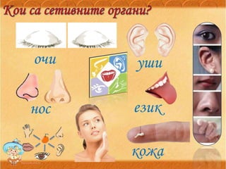 очи уши
нос език
кожа
 