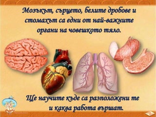 Мозъкът, сърцето, белите дробове и
стомахът са едни от най-важните
органи на човешкото тяло.
Ще научите къде са разположени те
и каква работа вършат.
 