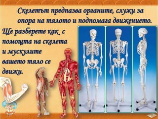Скелетът предпазва органите, служи за
опора на тялото и подпомага движението.
Ще разберете как с
помощта на скелета
и мускулите
вашето тяло се
движи.
 