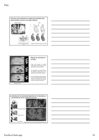 Pepa
Escriba el título aquí 10
Belluscio y Katz, 2001; Johnson y Leon, 2000
Técnicas para estudiar los mapas de actividad ante
determinados olores en el bulbo olfatorio
Registro óptico 2-DG
• Cada olor produce un patrón
característico de activación en los
glomérulos del bulbo olfatorio
• Los glomérulos activados forman
una imagen o mapa de olor en el
espacio neural del bulbo olfatorio
• Esta información espacial permite
procesar la cualidad de la molécula
olorosa y discriminar entre un gran
número de sustancias químicas
Mapas de actividad en
el bulbo
Rubin y Katz, 1999
La distribución de actividad depende de la naturaleza y
concentración de la sustancia química
Belluscio y Katz, 2001; Johnson y Leon, 2000; Kauer y cols, 1991
Amiloacetato (guisante)
Limoneno (limón)
Etil-n-butirato
 