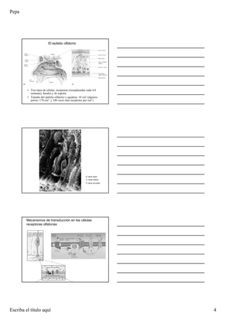 Pepa
Escriba el título aquí 4
El epitelio olfatorio
• Tres tipos de células: receptoras (reemplazadas cada 4-8
semanas), basales y de soporte
• Tamaño del epitelio olfatorio y agudeza: 10 cm2 (algunos
perros: 170 cm2 y 100 veces más receptores por cm2 )
B: célula basal
O: célula olfativa
S: célula de sostén
Mecanismos de transducción en las células
receptoras olfatorias
 