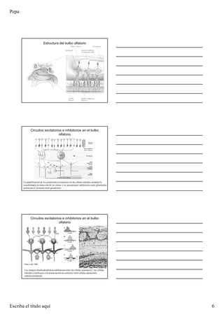Pepa
Escriba el título aquí 6
Estructura del bulbo olfatorio
La amplificación de los potenciales excitatorios en las células mitrales aumenta la
sensibilidad a la detección de los olores. Los mecanismos inhibitorios entre glomérulos
potencian el contraste entre glomérulos
Circuitos excitatorios e inhibitorios en el bulbo
olfatorio
Yokoi y cols, 1995
Las sinapsis dendrodendríticas inhibitorias entre las células granulares y las células
mitrales contribuyen a la potenciación de contraste entre células adyacentes
(inhibición lateral)
Circuitos excitatorios e inhibitorios en el bulbo
olfatorio
 