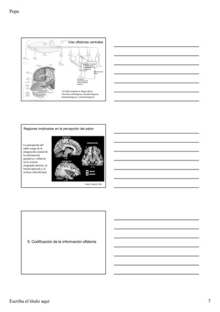 Pepa
Escriba el título aquí 7
Vías olfatorias centrales
Al bulbo también le llegan fibras
eferentes colinérgicas, noradrenérgicas,
dopaminérgicas y serotoninérgicas
Aceptación o rechazo
de los alimentos y
control de la
reproducción
Memoria de los
olores
Percepción
consciente de los
sabores (lesión
anosmia)
La percepción del
sabor surge de la
integración central de
la información
gustativa y olfatoria
en la corteza
cingulada anterior, la
ínsula/opérculo y la
corteza orbitofrontal
Small y Prescott, 2005
Regiones implicadas en la percepción del sabor
5. Codificación de la información olfatoria
 