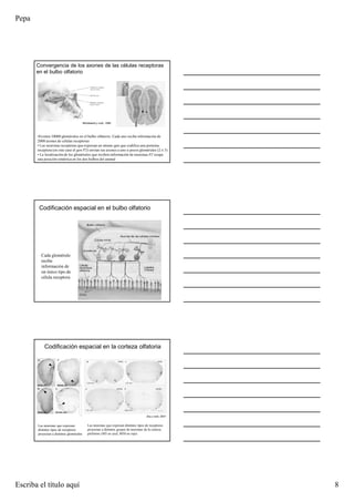 Pepa
Escriba el título aquí 8
Convergencia de los axones de las células receptoras
en el bulbo olfatorio
•Existen 10000 glomérulos en el bulbo olfatorio. Cada uno recibe información de
2000 axones de células receptoras
• Las neuronas receptoras que expresan un mismo gen que codifica una proteína
receptora (en este caso el gen P2) envían sus axones a uno o pocos glomérulos (2 ó 3)
• La localización de los glomérulos que reciben información de neuronas P2 ocupa
una posición simétrica en los dos bulbos del animal
Mombaerts y cols, 1996
Cada glomérulo
recibe
información de
un único tipo de
célula receptora
Codificación espacial en el bulbo olfatorio
Codificación espacial en la corteza olfatoria
Las neuronas que expresan distintos tipos de receptores
proyectan a distintos grupos de neuronas de la corteza
piriforme (M5 en azul; M50 en rojo)
Las neuronas que expresan
distintos tipos de receptores
proyectan a distintos glomérulos
Zou y cols, 2001
 