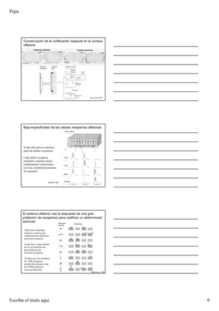 Pepa
Escriba el título aquí 9
Conservación de la codificación espacial en la corteza
olfatoria
Tubérculo olfatorio Corteza entorrinal
Zou y cols, 2001
Baja especificidad de las células receptoras olfatorias
•Cada olor activa a muchos
tipos de células receptoras
Cada célula receptora
responde a muchos olores
(ampliamente sintonizado)
con una variedad de patrones
de respuesta
Getcher, 1986
Cítrico
Floral
Menta
Almendra
Epitelio olfatorio
•Diferentes moléculas
olorosas se unen a una
combinación de diferentes
proteínas receptoras
•Cada olor es representado
por la actividad de una
gran población de
neuronas receptoras
•Explica que con alrededor
de 1.000 receptores
pueden discriminarse más
de 10.000 moléculas
olorosas diferentes
Moléculas
olorosas
Receptores
Malnic et al., 1999
El sistema olfatorio usa la respuesta de una gran
población de receptores para codificar un determinado
estímulo
 