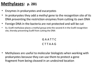Methylases: p. 281
• Enzymes in prokaryotes and eucaryotes
• In prokaryotes they add a methyl gene to the recognition site of its
DNA preventing the restriction enzymes from cutting its own DNA
• Foreign DNA in the bacteria are not protected and will be cut
• Ex. EcoRl methylase places a methyl group onto the second A in the EcoRl recognition
site, thereby preventing EcoRl from cutting the DNA
G A A T T C
C T T A A G
• Methylases are useful to molecular biologists when working with
prokaryotes because they can use them to protect a gene
fragment from being cleaved in an undesired location
 