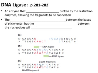 DNA Ligase: p.281-282
• An enzyme that ____________________ broken by the restriction
enzymes, allowing the fragments to be connected
• The __________________________________between the bases
of sticky ends, but the __________________________ between
the nucleotides will _________________________
 