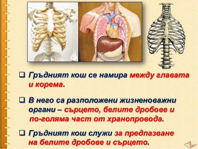 Скелет и мускули - ЧП, 3 клас, Булвест