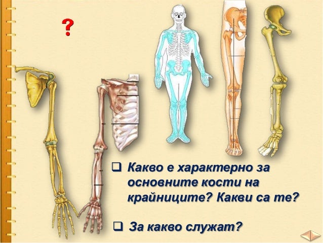 Скелет и мускули - ЧП, 3 клас, Булвест