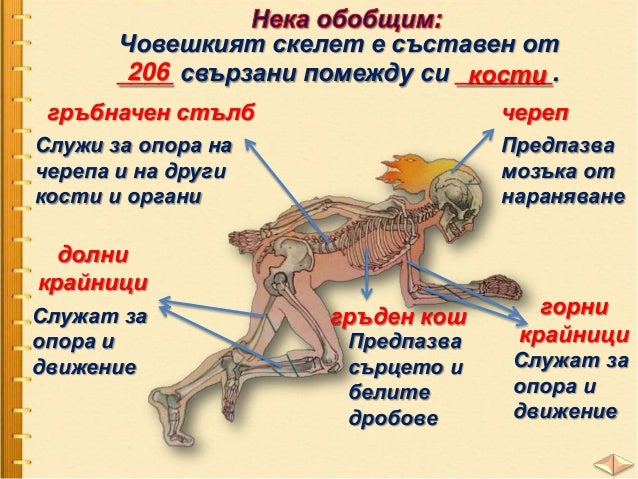 Скелет и мускули - ЧП, 3 клас, Булвест