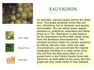 An aromatic, nervous grape variety for white
wine. This grape produces wines that are
dry, refreshing, full of character and quickly
consumable. You can detect green apples,
gooseberry, grapefruit, asparagus and damp
straw in it. The Sauvignon is also famous
for its contribution to the noble sweet wines
from the Bordeaux area Sauternes. The
compact bunches make this variety sensitive
to rotting, botrytis, that, under the right
circumstances, can concentrate the natural
sweetness resulting in a noble sweet wine.
You will find the Sauvignon Blanc in its
purest form in the French Pouilly Fumé and
Sancerre, on both sides of the Loire. But this
grape has also made name in New Zealand
SAUVIGNON
Green Apple
Asparagus
Mowed Grass
 