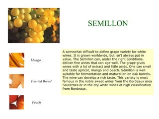 A somewhat difficult to define grape variety for white
wines. It is grown worldwide, but isn’t always put in
value. The Sémillon can, under the right conditions,
deliver fine wines that can age well. The grape gives
wines with a lot of extract and little acids. One can smell
and taste apricot, mango and peach. Sémillon is well
suitable for fermentation and maturation on oak barrels.
The wine can develop a rich taste. This variety is most
famous in the noble sweet wines from the Bordeaux area
Sauternes or in the dry white wines of high classification
from Bordeaux.
SEMILLON
Toasted Bread
Peach
Mango
 