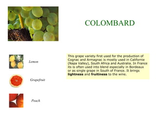 This grape variety first used for the production of
Cognac and Armagnac is mostly used in Californie
(Napa Valley), South Africa and Australia. In France
its is often used into blend especially in Bordeaux
or as single grape in South of France. It brings
lightness and fruitiness to the wine.
COLOMBARD
Peach
Grapefruit
Lemon
 