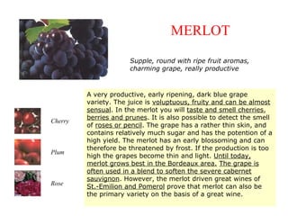 A very productive, early ripening, dark blue grape
variety. The juice is voluptuous, fruity and can be almost
sensual. In the merlot you will taste and smell cherries,
berries and prunes. It is also possible to detect the smell
of roses or pencil. The grape has a rather thin skin, and
contains relatively much sugar and has the potention of a
high yield. The merlot has an early blossoming and can
therefore be threatened by frost. If the production is too
high the grapes become thin and light. Until today,
merlot grows best in the Bordeaux area. The grape is
often used in a blend to soften the severe cabernet
sauvignon. However, the merlot driven great wines of
St.-Emilion and Pomerol prove that merlot can also be
the primary variety on the basis of a great wine.
Cherry
Plum
Rose
MERLOT
Supple, round with ripe fruit aromas,
charming grape, really productive
 