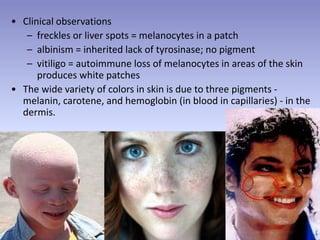 • Clinical observations
– freckles or liver spots = melanocytes in a patch
– albinism = inherited lack of tyrosinase; no pigment
– vitiligo = autoimmune loss of melanocytes in areas of the skin
produces white patches
• The wide variety of colors in skin is due to three pigments -
melanin, carotene, and hemoglobin (in blood in capillaries) - in the
dermis.
 