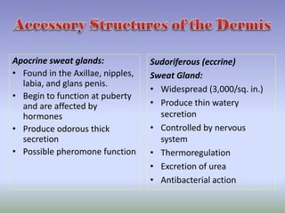 3. integumentary system | PPTX