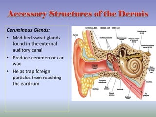 3. integumentary system | PPTX