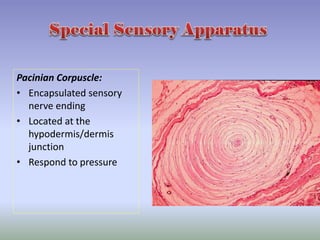 Pacinian Corpuscle:
• Encapsulated sensory
nerve ending
• Located at the
hypodermis/dermis
junction
• Respond to pressure
 