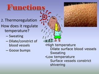 2. Thermoregulation
How does it regulate
temperature?
– Sweating
– Dilate/constrict of
blood vessels
– Goose bumps
•High temperature
Dilate surface blood vessels
Sweating
•Low temperature
Surface vessels constrict
shivering
 