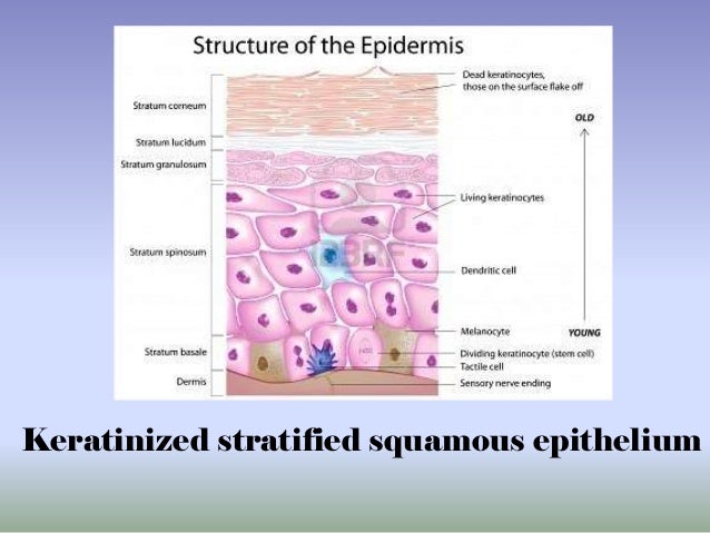 3. integumentary system