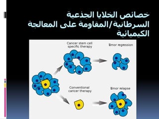 ‫الجذعية‬ ‫الخاليا‬ ‫خصائص‬
‫السرطانية‬/‫المعالجة‬ ‫على‬ ‫المقاومة‬
‫الكيميائية‬
 