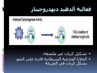 ‫فعالية‬‫ألدهيد‬‫ديهدروجيناز‬
‫غير‬ ‫كريات‬ ‫تشكيل‬‫ملتصقة‬:
‫الخاليا‬‫النمو‬ ‫على‬ ‫قادرة‬ ‫السرطانية‬ ‫الجذعية‬
‫المزرعة‬ ‫في‬ ‫كريات‬ ‫بشكل‬
 