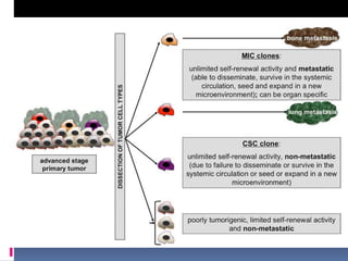 ‫خاليا‬MIC (metastasis initiating cells)‫هي‬
‫سرطانية‬ ‫جذعية‬ ‫خاليا‬:
‫ثانوي‬ ‫ورم‬ ‫تبدء‬ ‫حتى‬ ‫كذلك‬ ‫تكون‬ ‫أن‬ ‫يجب‬
‫عن‬ ‫تعبر‬‫واسمات‬EMT (Epithelial-Mesenchymal
Transition)
 