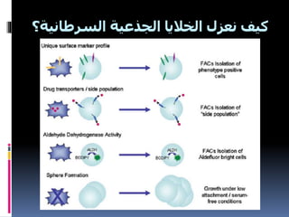 ‫السرطانية؟‬ ‫الجذعية‬ ‫الخاليا‬ ‫نعزل‬ ‫كيف‬
 
