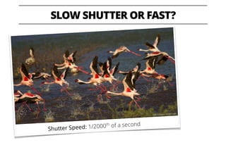 SLOW SHUTTER OR FAST?
Shutter Speed: 1/2000th of a second
©Anuroop Krishnan
 